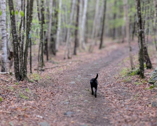 The Lab That Wasn't a Bear (But I Was Ready Anyway)